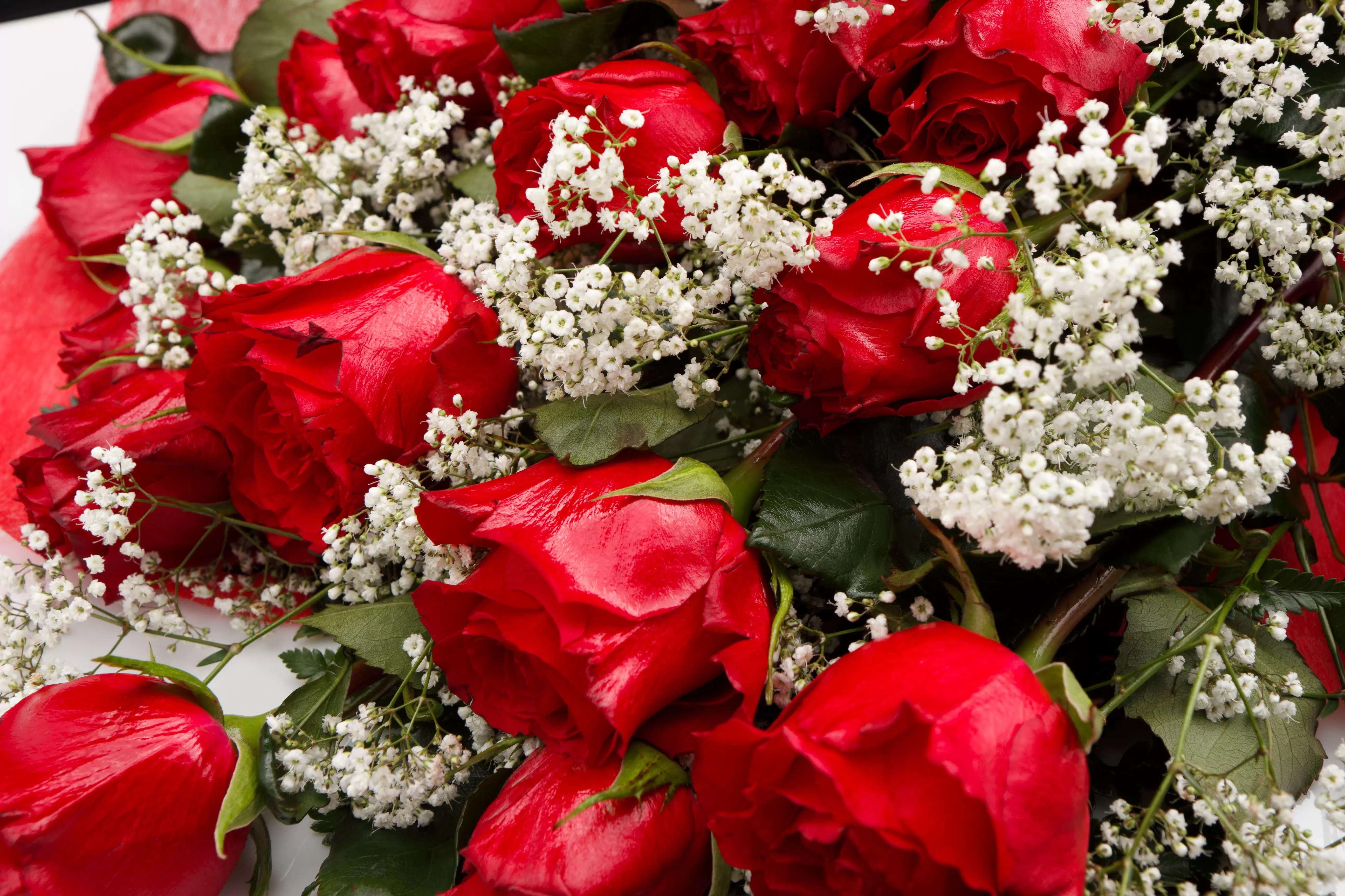 Mega Valentine Gift - 77 Premium Quality Red Roses, Soft Toy, Vase, Special Card and Delivery - Deal.com.mt Mega Valentine Gift - 77 Premium Quality Red Roses, Soft Toy, Vase, Special Card and Delivery - Deal.com.mt