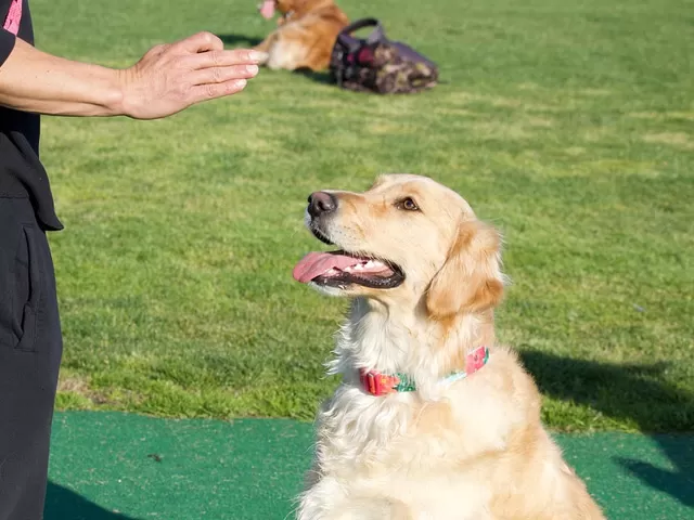 Dog Training Essentials Course by International Open Academy